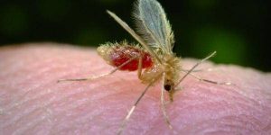Pappataci: le foto dell'insetto