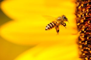 Riconoscere la differenza tra ape e vespa