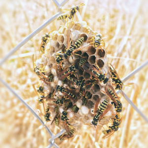 L'aspetto di un nido di vespe